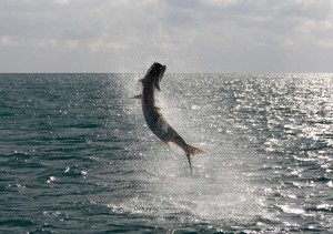 tarpon-jump-florida-carl-ball-fishing-fort-lauderdale-tail-walk-florida-fishing